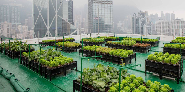 The Future With Urban Farming
