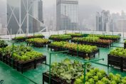 The Future With Urban Farming