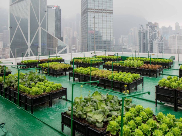 The Future With Urban Farming